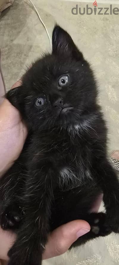 scottish straight kitten