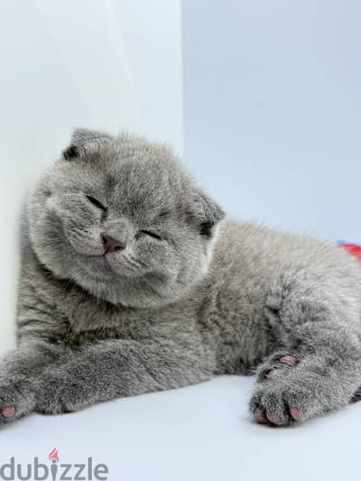 VFF British/Scottish Shorthair Kittens