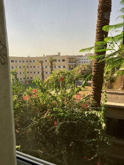 For expats in Dokki