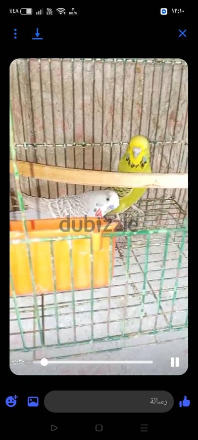 جوز انصاص بايض حاليا
