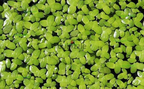نبات (duckweed) عرض خاص العلبة ب٥٠ جنية