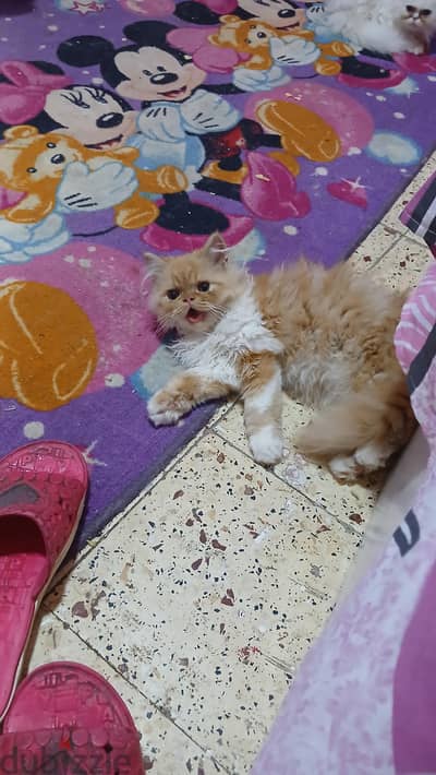 قط بيرشن هاف بيكي باي كالر 4 شهور