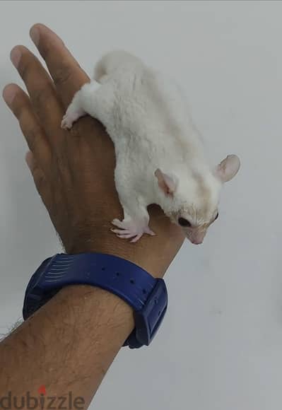 شوجر جلايدر (سنجاب طائر)