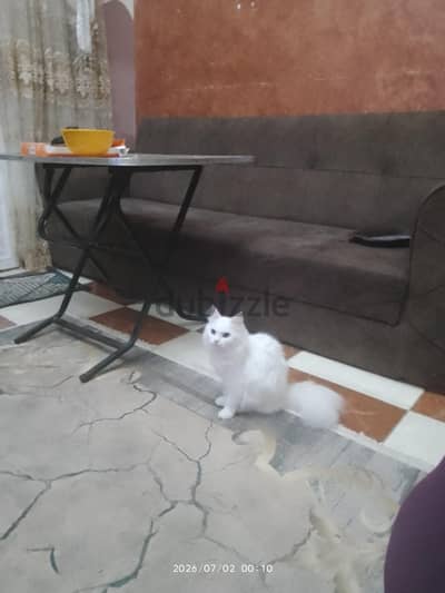 تبني قطط
