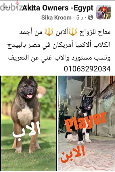 للجوز كلب اكيتا امريكا
