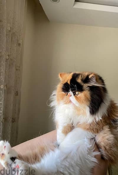 قطه بيرشن زورار