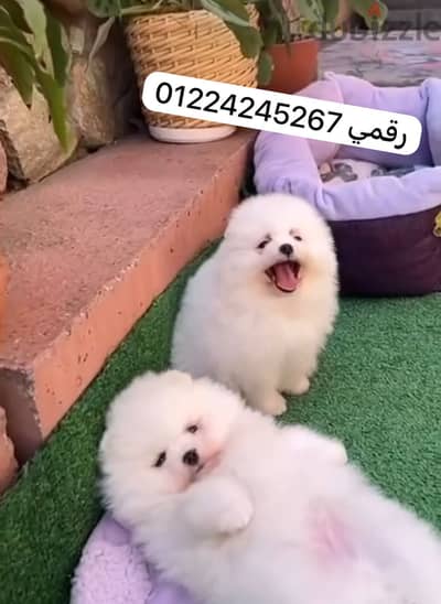 Pomeranians teaup