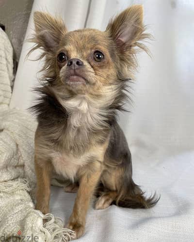 تشيهواوا  شيواوا Chihuahua female