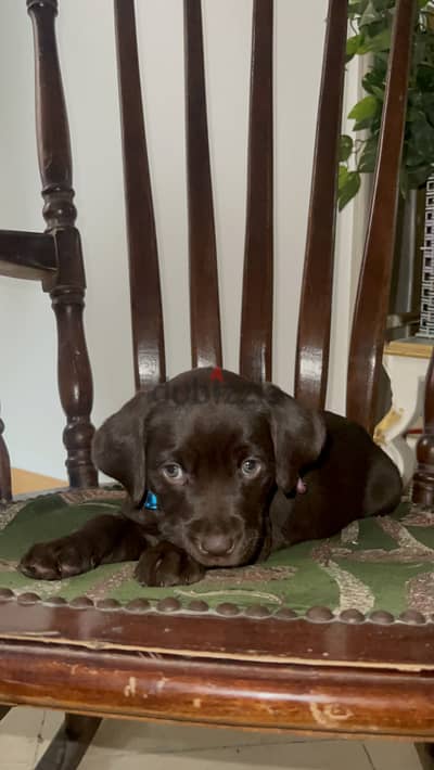 Labrador chocolate 45 day لابرادور شوكلت