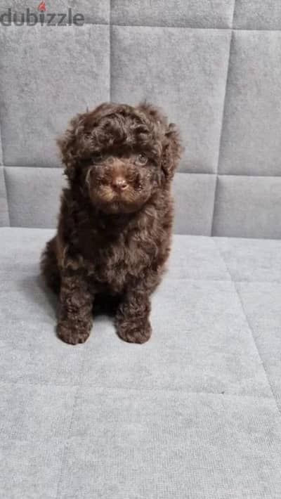 Toy poodle puppy boy from Russia