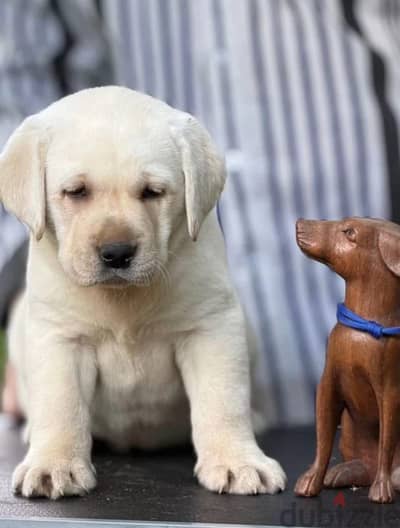 Labrador retriever puppy boy from Russia
