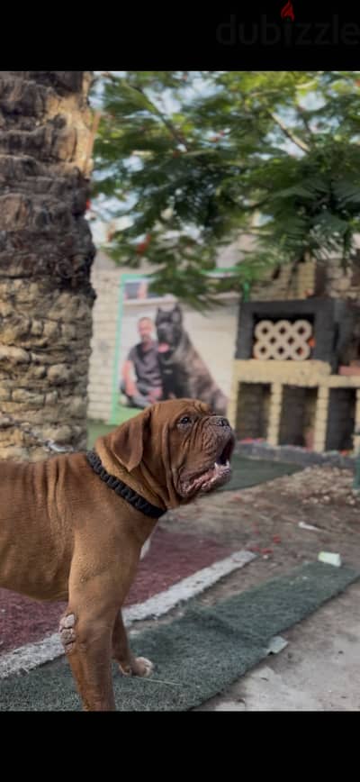 دكر فرنش ماستف