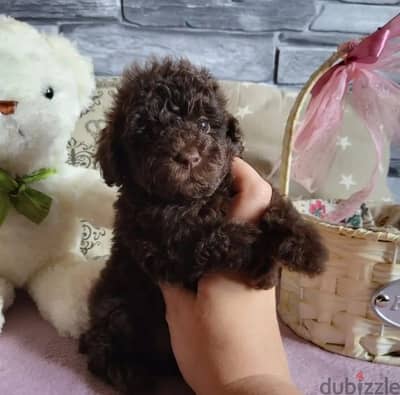 Toy poodle puppy boy from Russia
