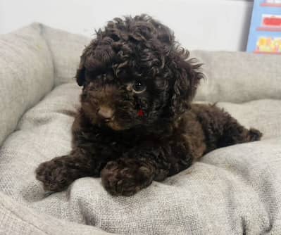 Toy poodle puppy boy from Russia