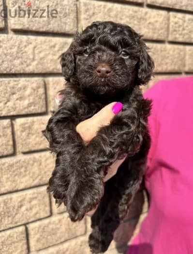 Toy poodle puppy male from Russia