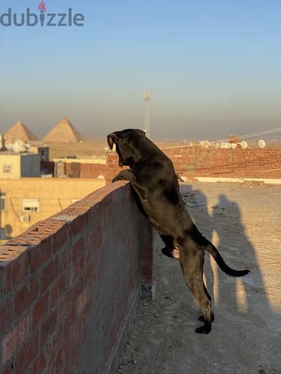 حدائق الاهرام الجيزه