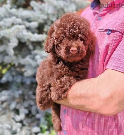 Toy poodle puppy boy