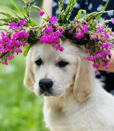 Golden retriever puppy female from Russia
