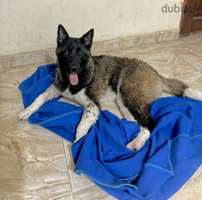 American akita