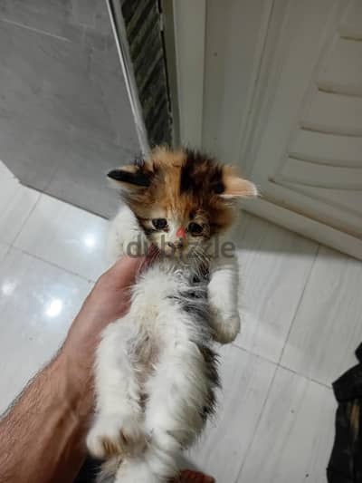 قطط مون فيس