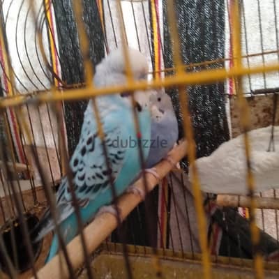 دكر انصاص ابن باندد اول شغل