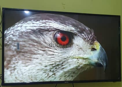 شاشه سارى 43 بوصه بلزق المصنع