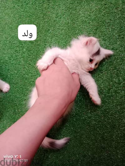 قطط شيرازى للبيع