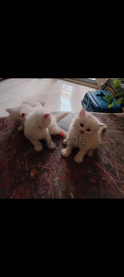 اجمل قطط بيضه وعيون زرقه اب بيكى فيس وام هيمالايا شوكلت
