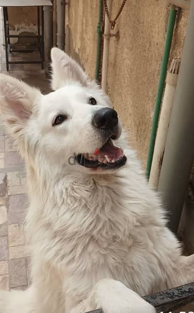 White german shepherd جرو جيرمن بيضاء