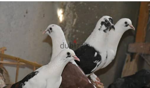 محتاج حمام بلدي شغال