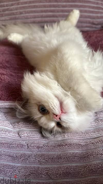 Ragdoll cat , قطة راغدول