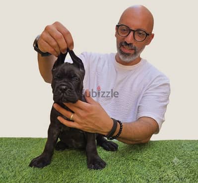 Premium Cane Corso Puppies