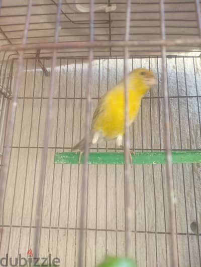 كنارى للبيع