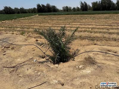 فدان استصلاح زراعي مقنن بالفيوم
