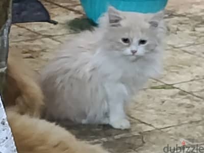 4 قطط 2تبنى و2بيع شيرازي قطتان للتبنى وقطتان للبيع
