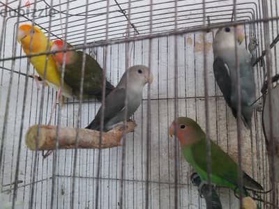 عصافير روز للبيع