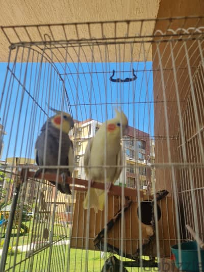 ٢ جوز كوكتيل لاتيني وذكر حبشي  اتنين انثي واتنين ذكر شغالين