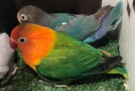 فيشر بيرسوناتا  واوبلاين جرين