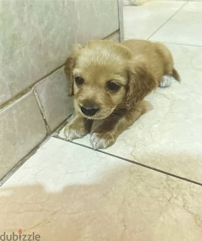 Cocker  spaniel puppy