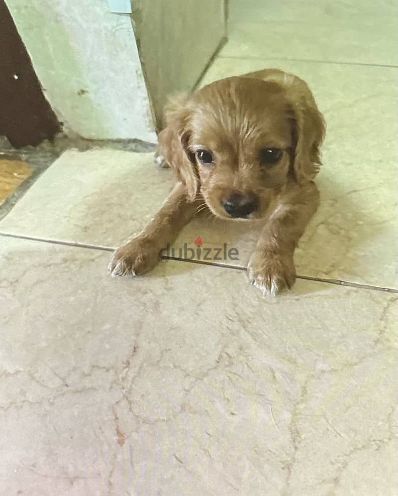Cocker  spaniel puppy 1