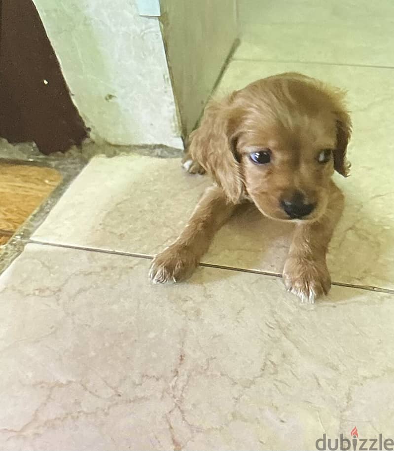 Cocker  spaniel puppy 2