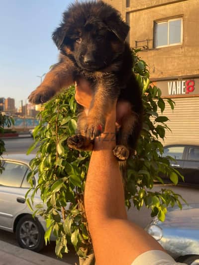 German Shepherd puppies for sale