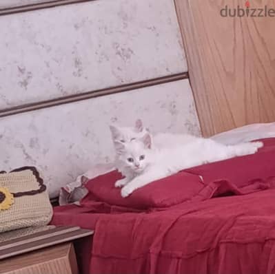 قط شيرازي
