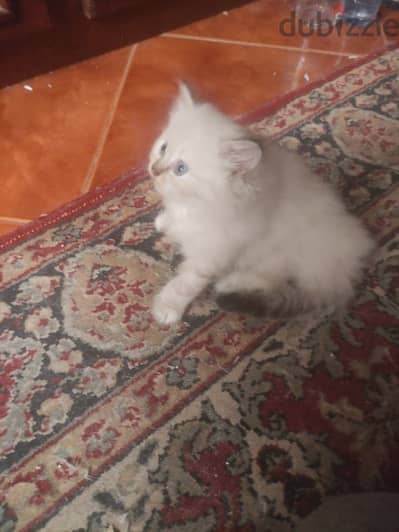 قطة شيرازى تركى