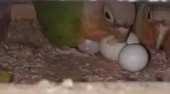 قص شغال بسم الله ماشاء الله