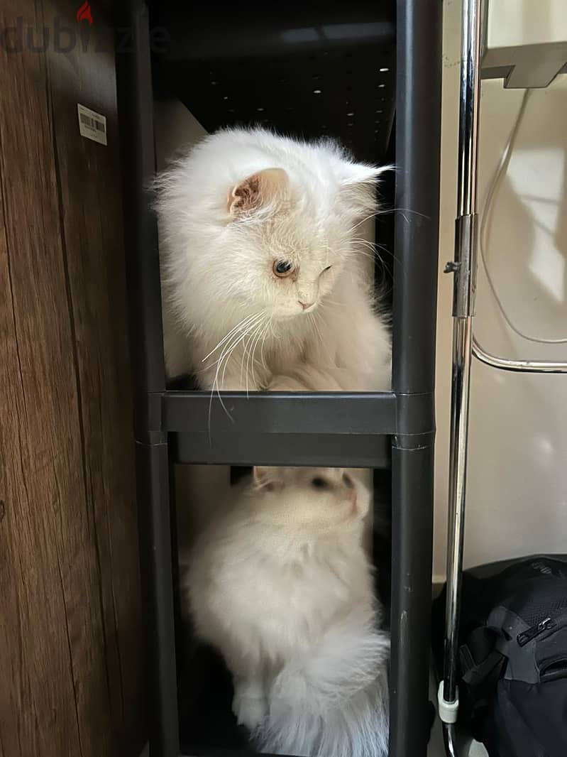 Adoption 3