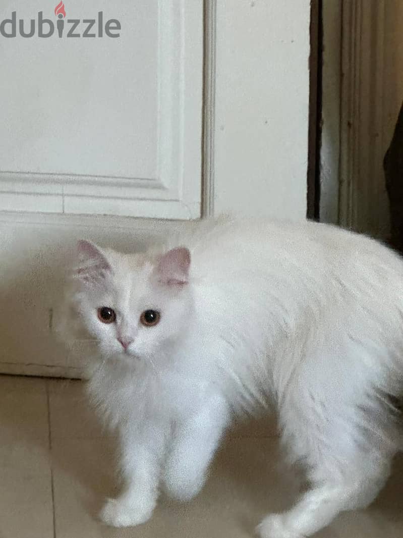 Adoption 4