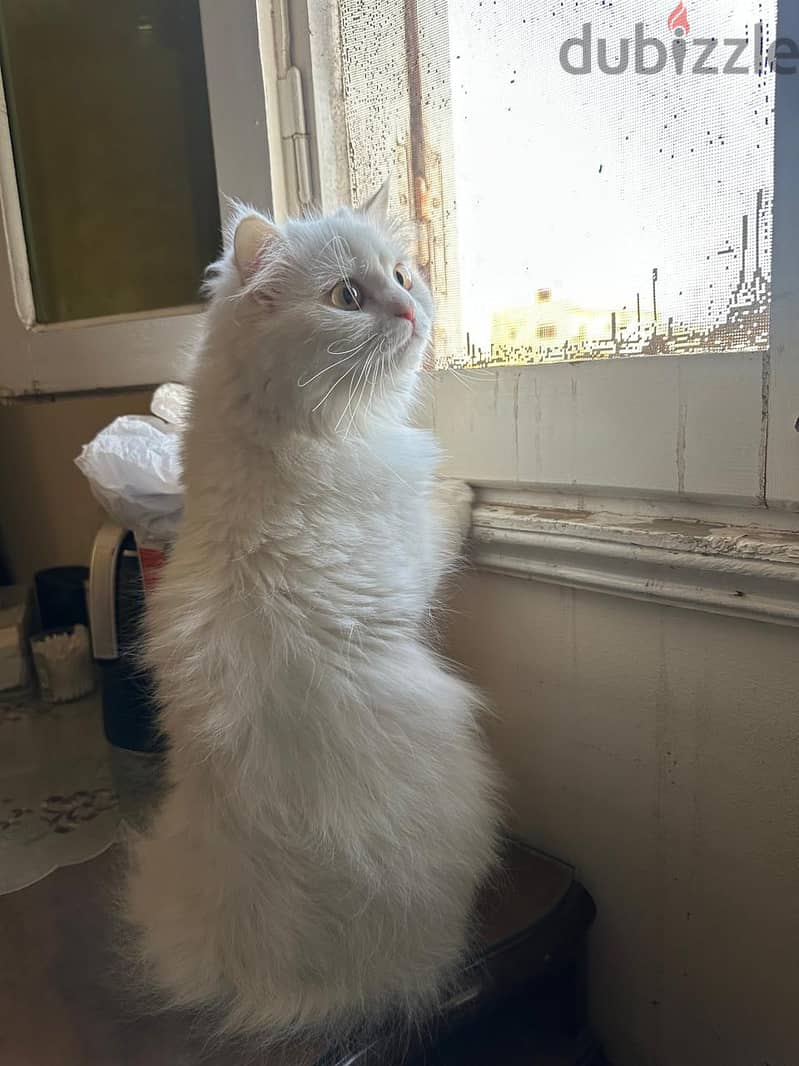 Adoption 5