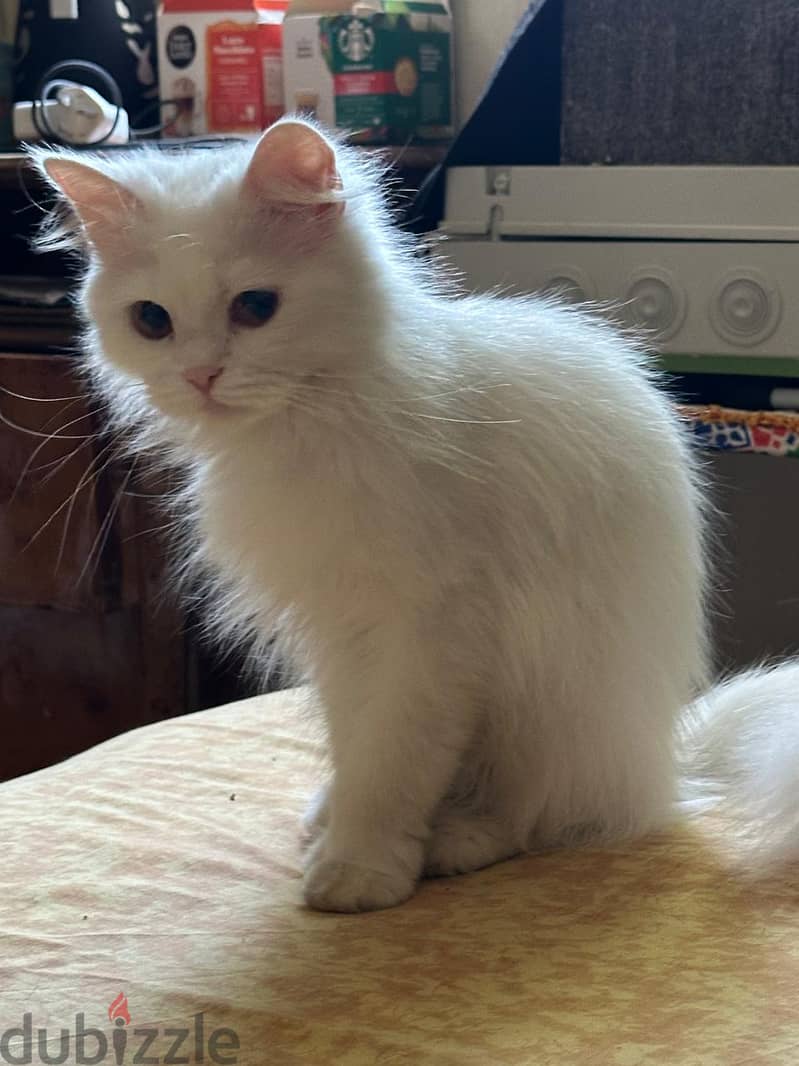 Adoption 6