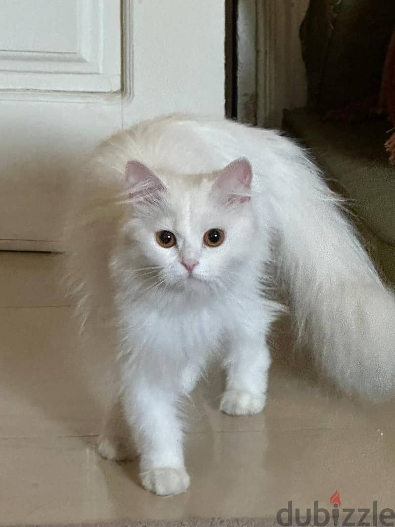 Adoption 7